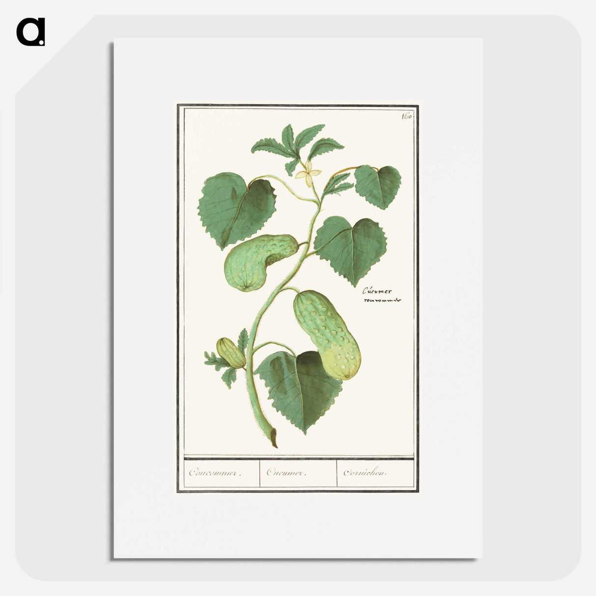2-78_Anselmus-Boetius-de-Boodt_picture