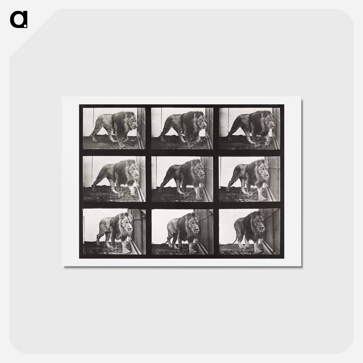 アートポストカード-Animal Locomotion Plate 721
- エドワード マイブリッジ Postcard.