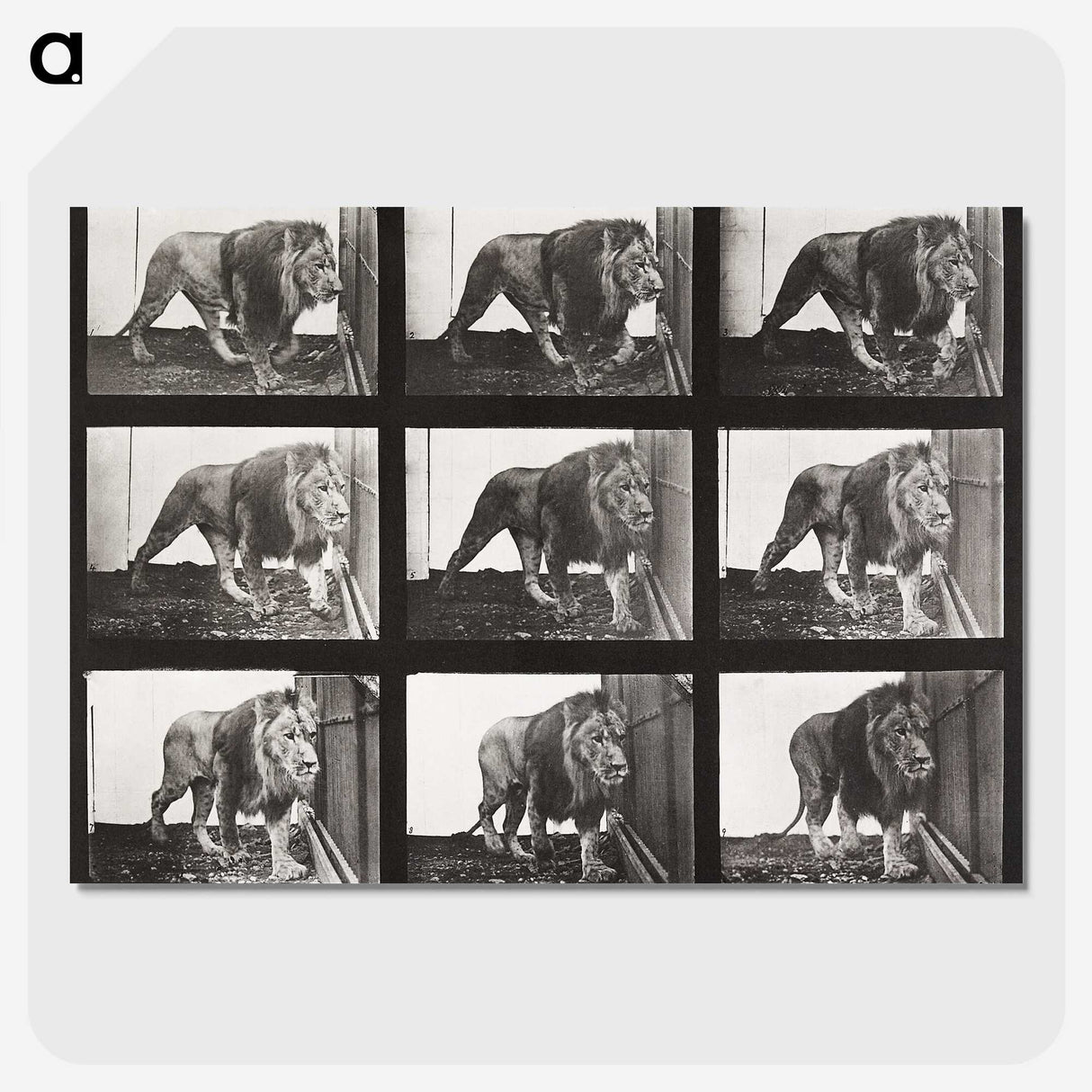 2-78_Eadweard-Muybridge_picture-crop
