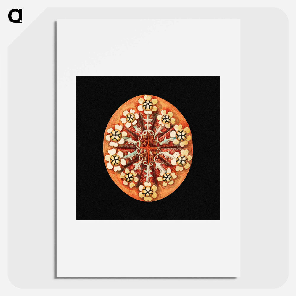 Colorful vintage tunicate marine life illustration - エルンスト ヘッケル Poster.