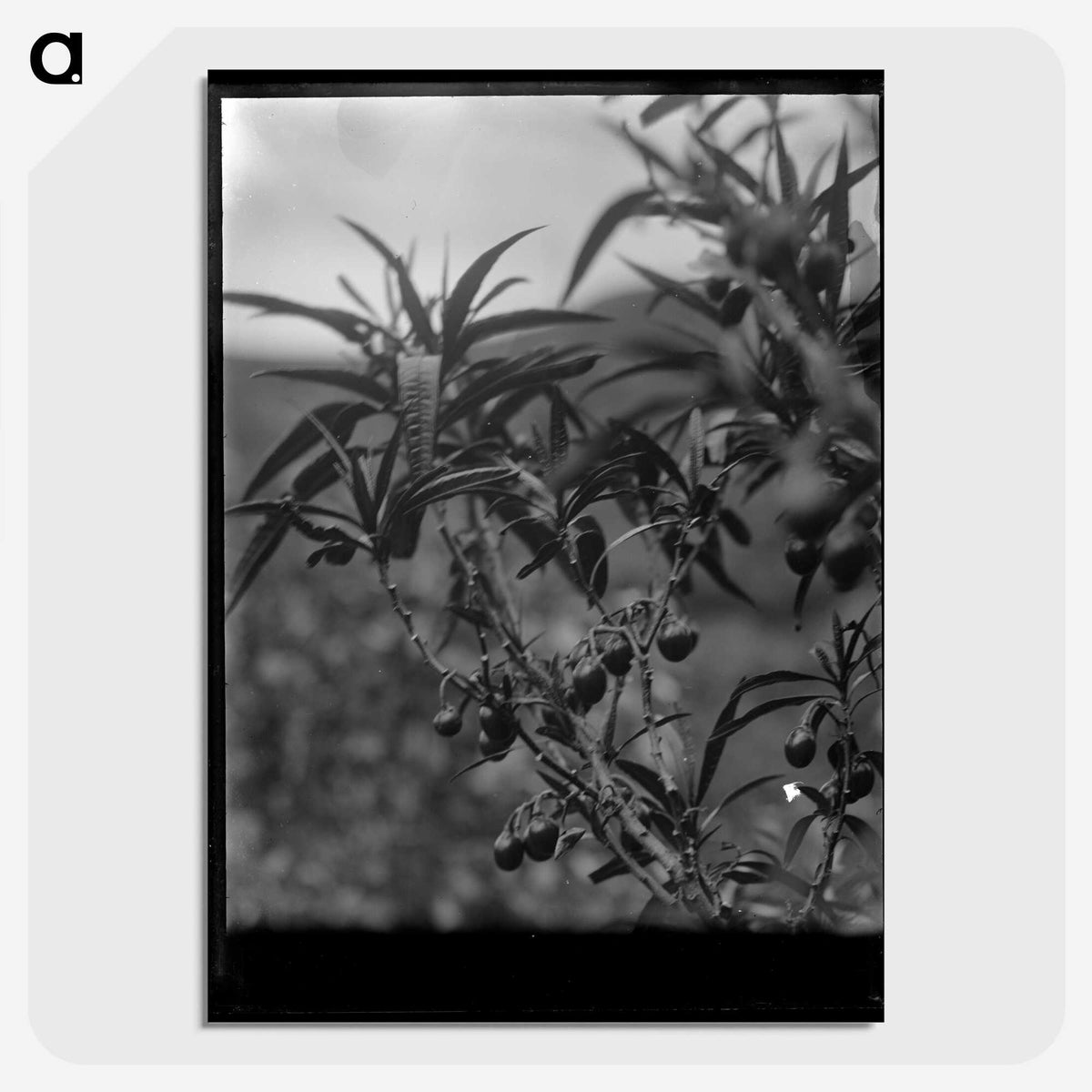 2-78_Frederick-Charles-Brockett_picture-crop