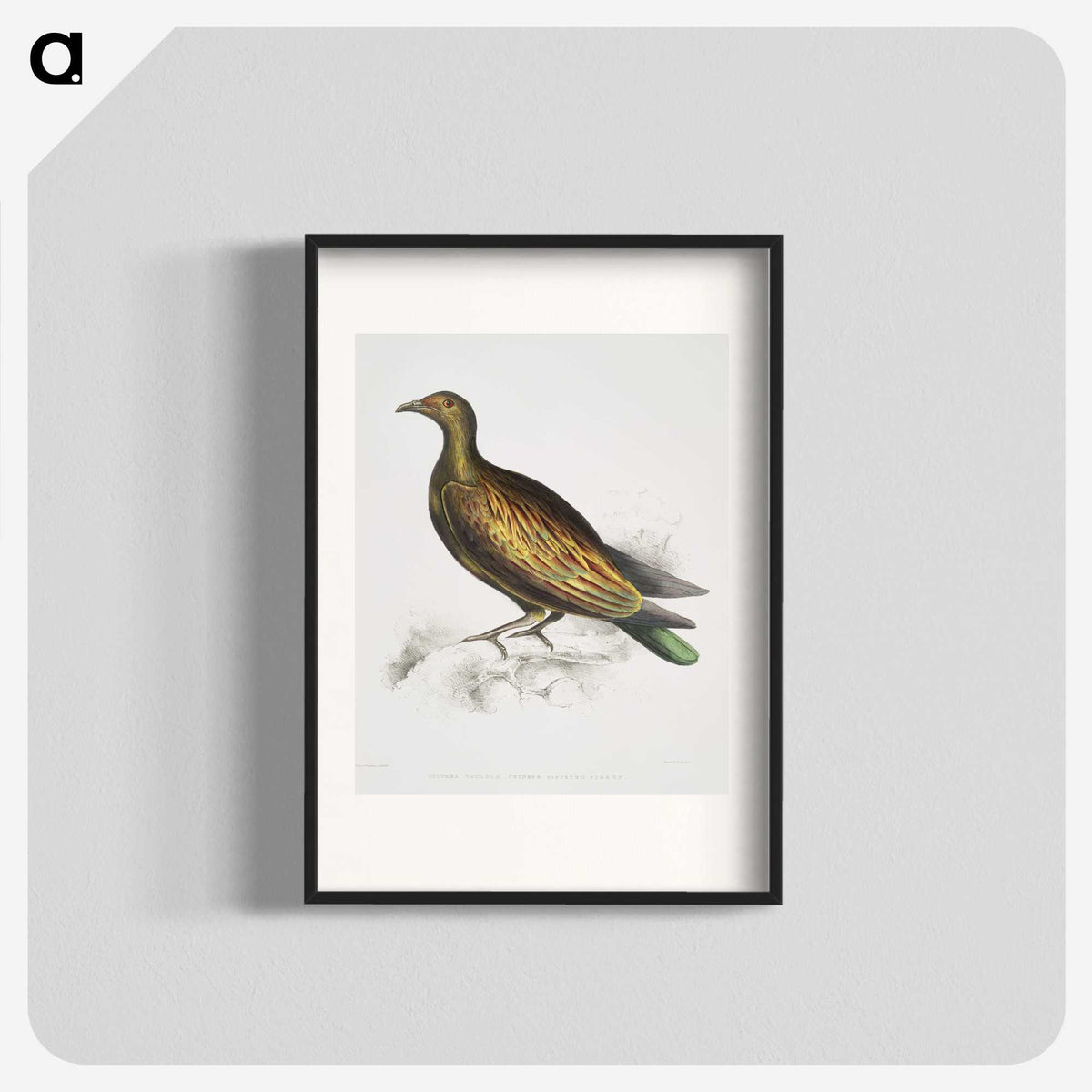 2-78_Indian-Zoology_blk