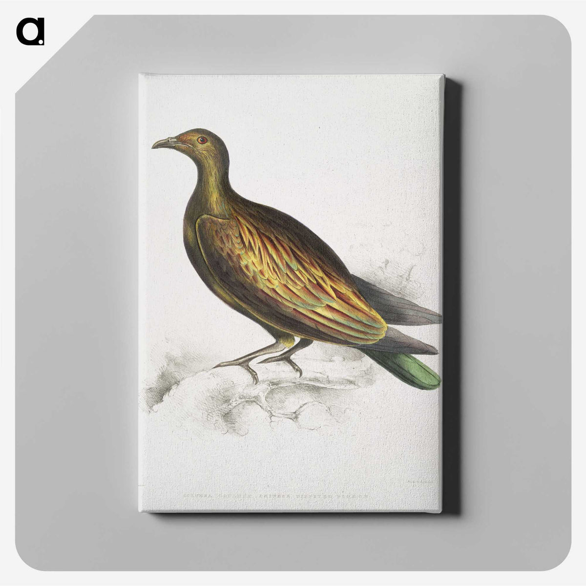 2-78_Indian-Zoology_canvas