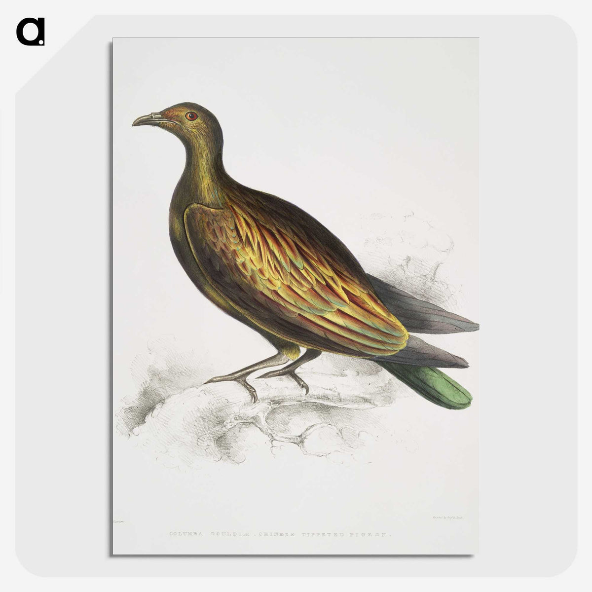 2-78_Indian-Zoology_picture-crop