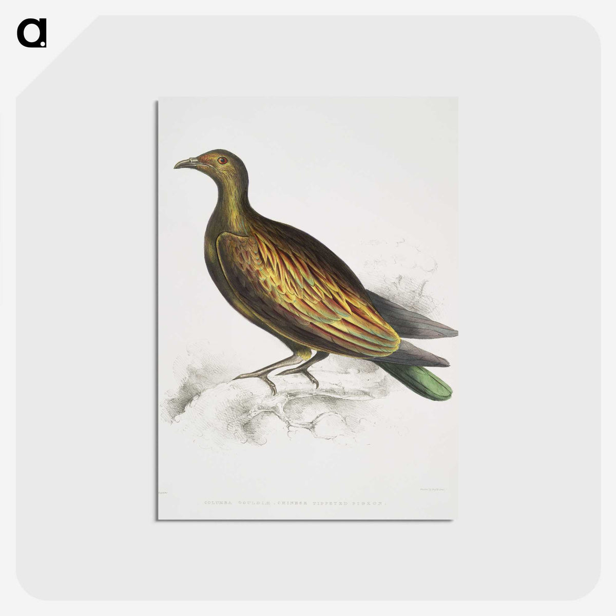 2-78_Indian-Zoology_postcard