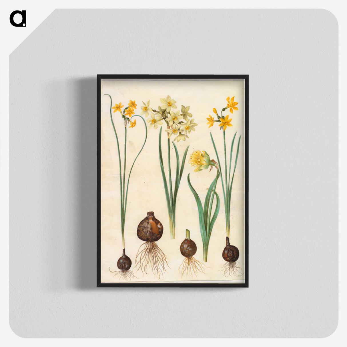 2-78_Maria-Sibylla-Merian_blk-crop
