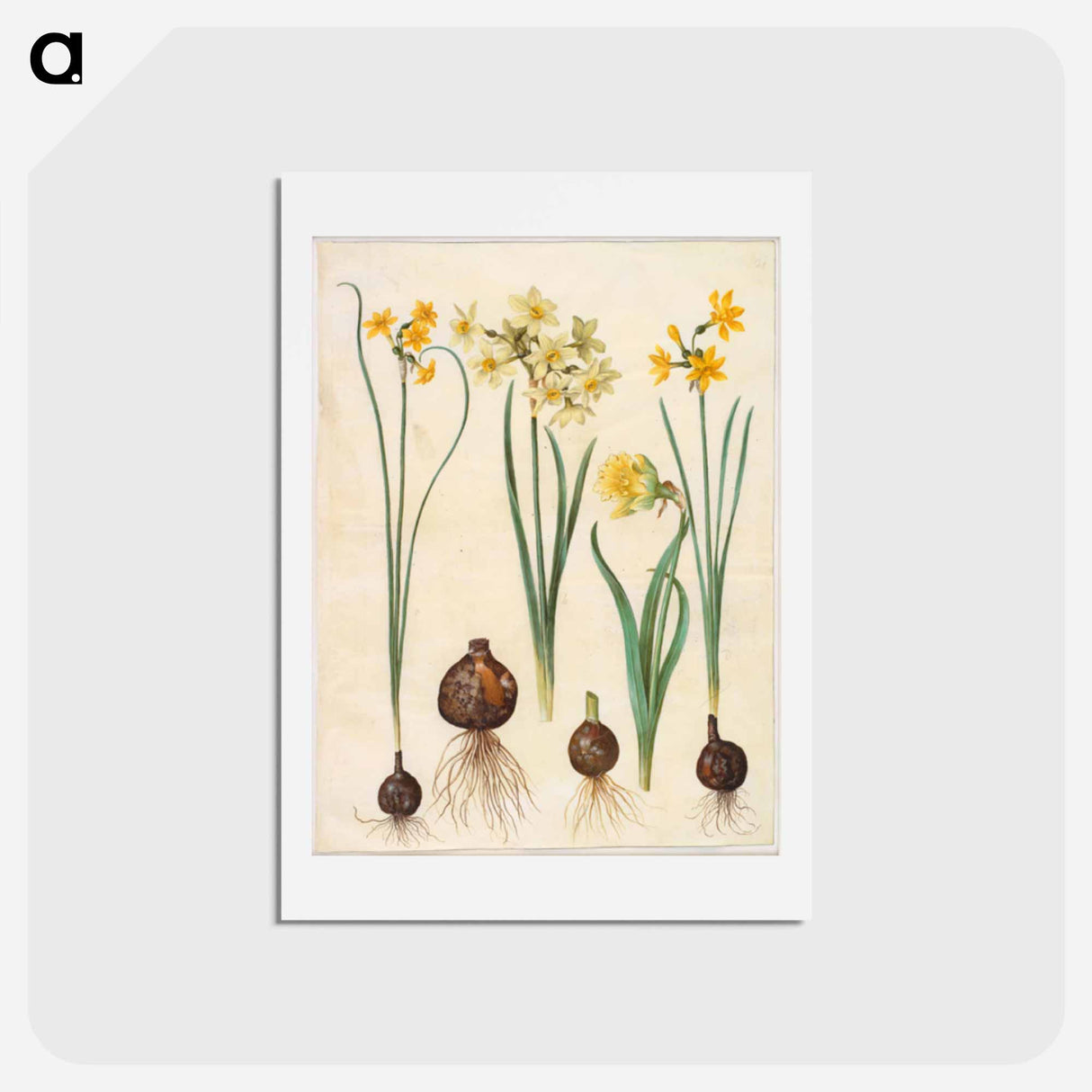 アートポストカード-Narcissus
- マリア ジビーラ メーリアン Postcard.