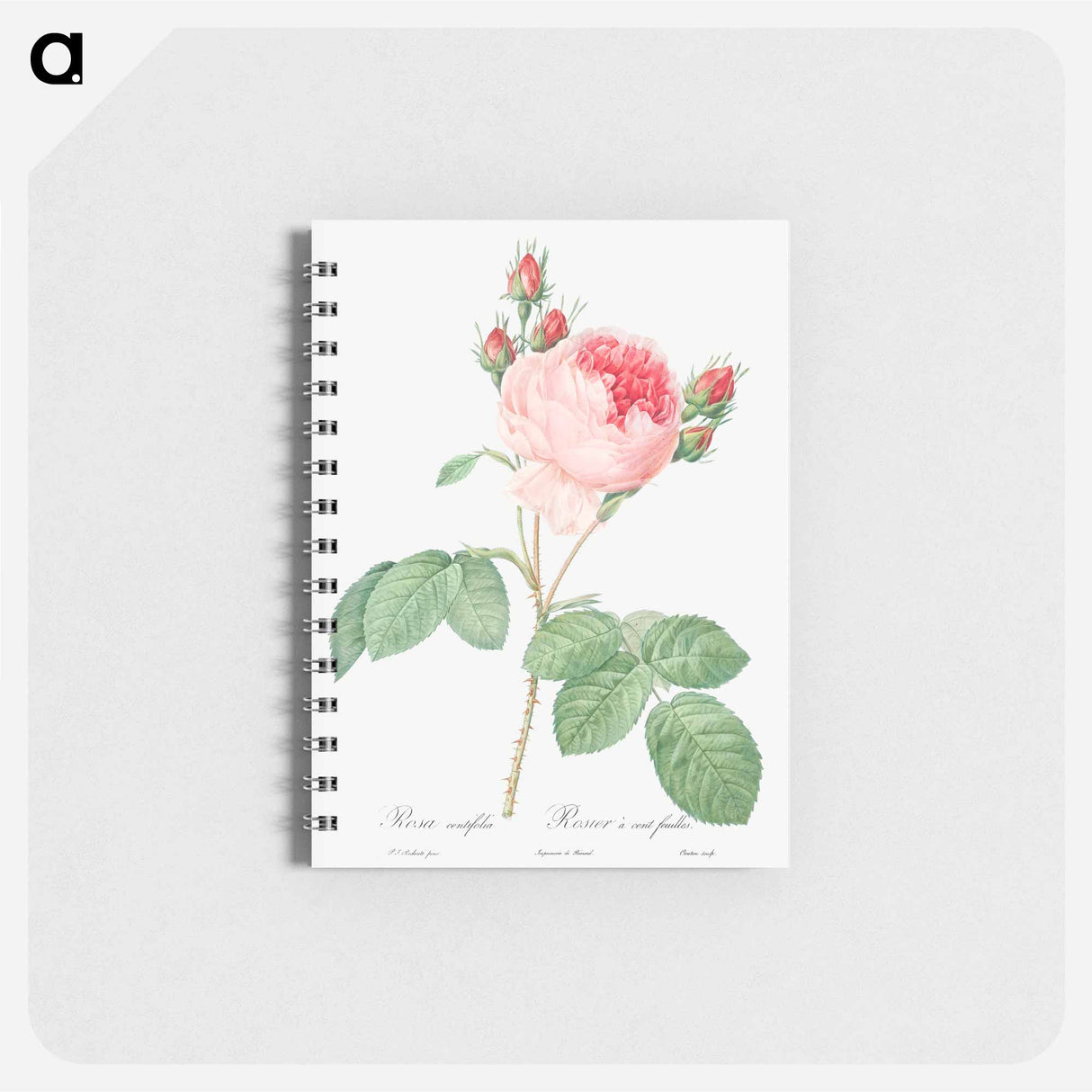 Cabbage Rose - ピエール ジョゼフ ルドゥーテ Memo.