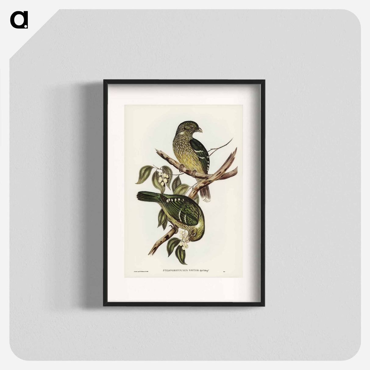 アートポスター-Cat Bird
- オーストラリアの鳥 Poster.