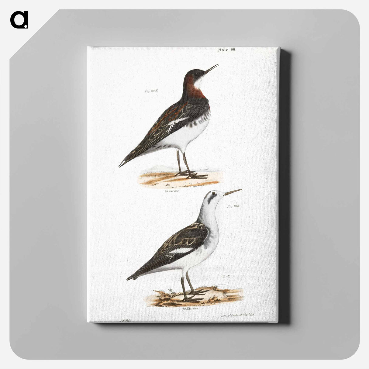 Hyperborean Lobefoot (Lobipes hyperboreus) illustration from Zoology of New York by James Ellsworth De Kay - ニューヨークの動物学 Canvas.