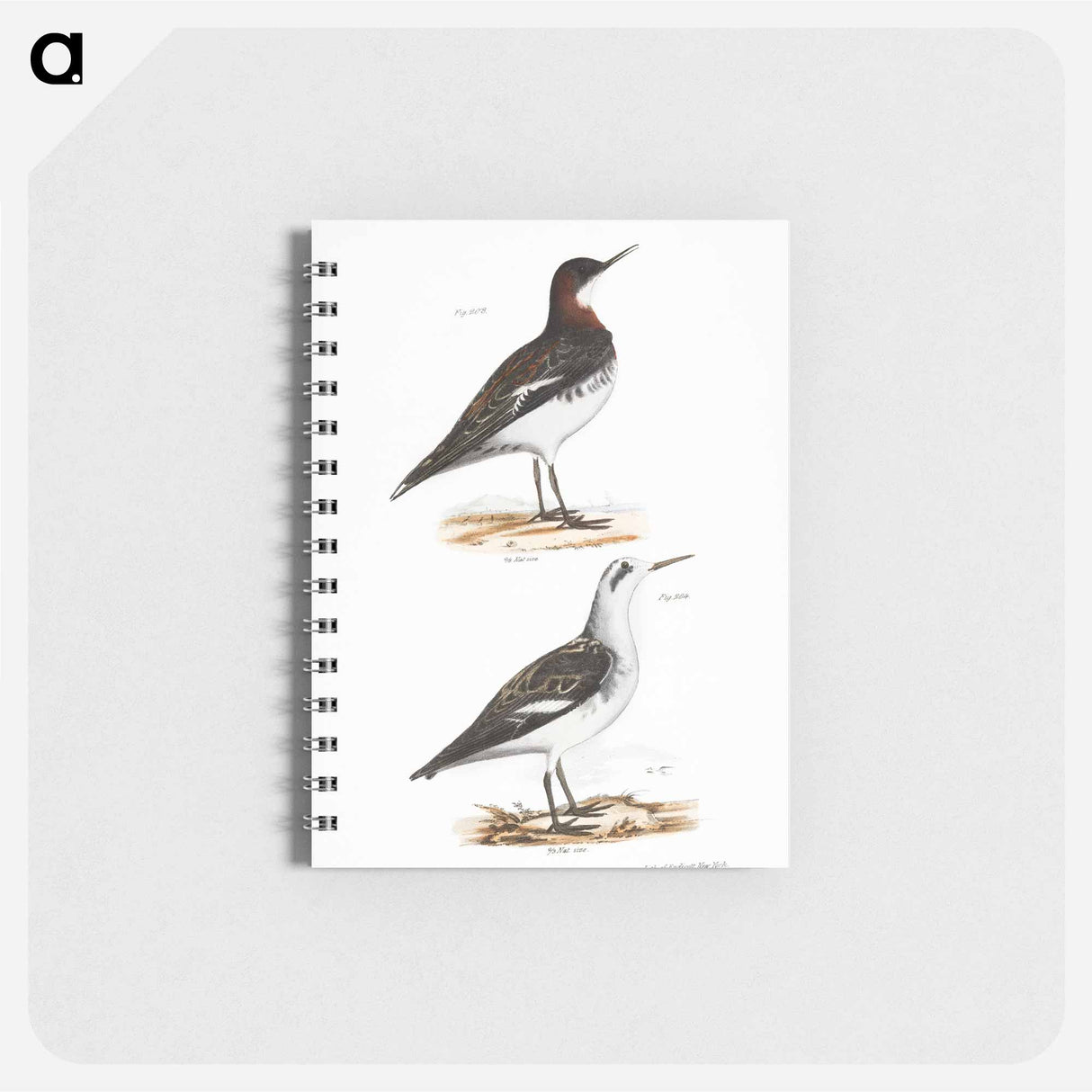 Hyperborean Lobefoot (Lobipes hyperboreus) illustration from Zoology of New York by James Ellsworth De Kay - ニューヨークの動物学 Memo.