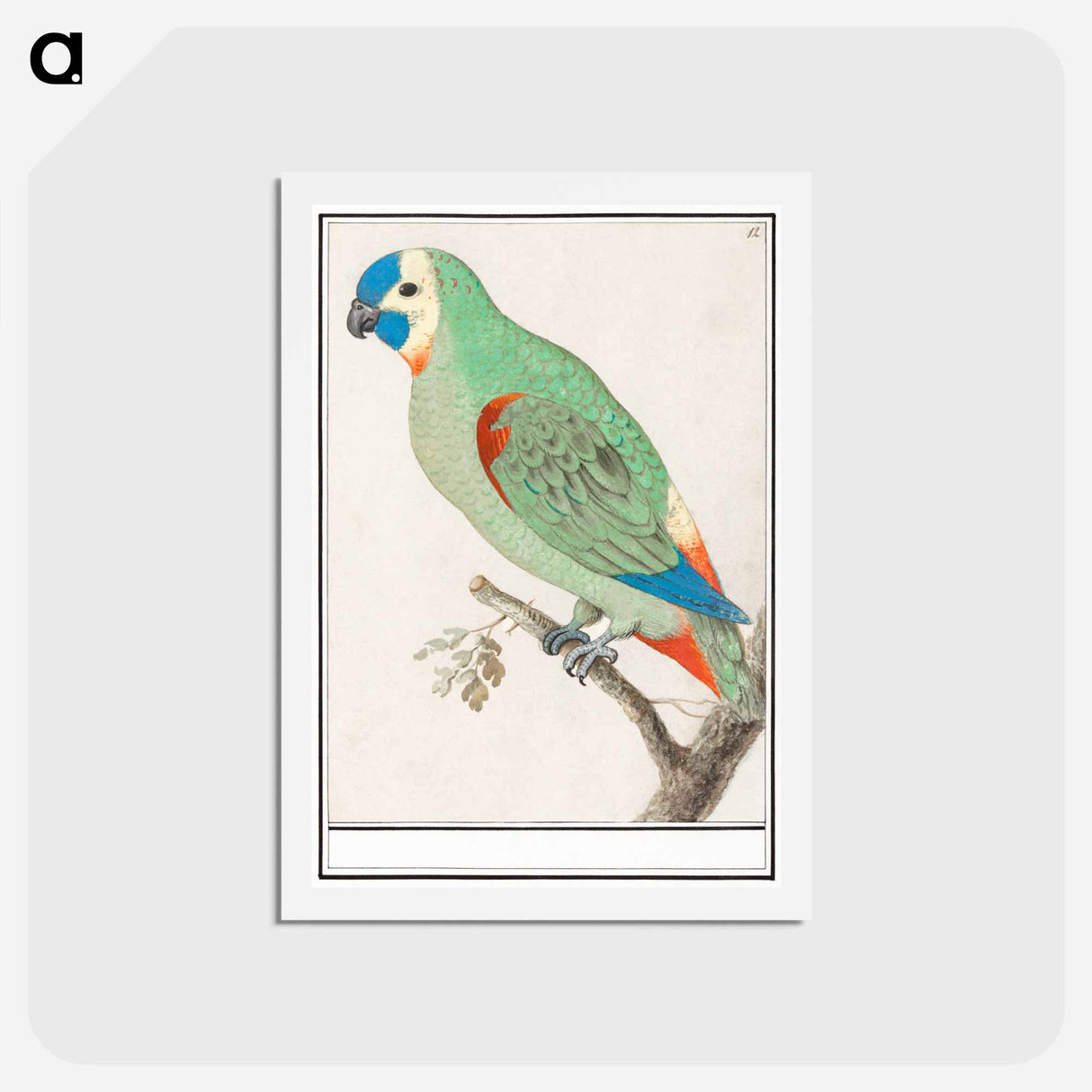 アートポストカード-Blue-fronted amazon - アンセルムス ボエティウス デ ブート Postcard.