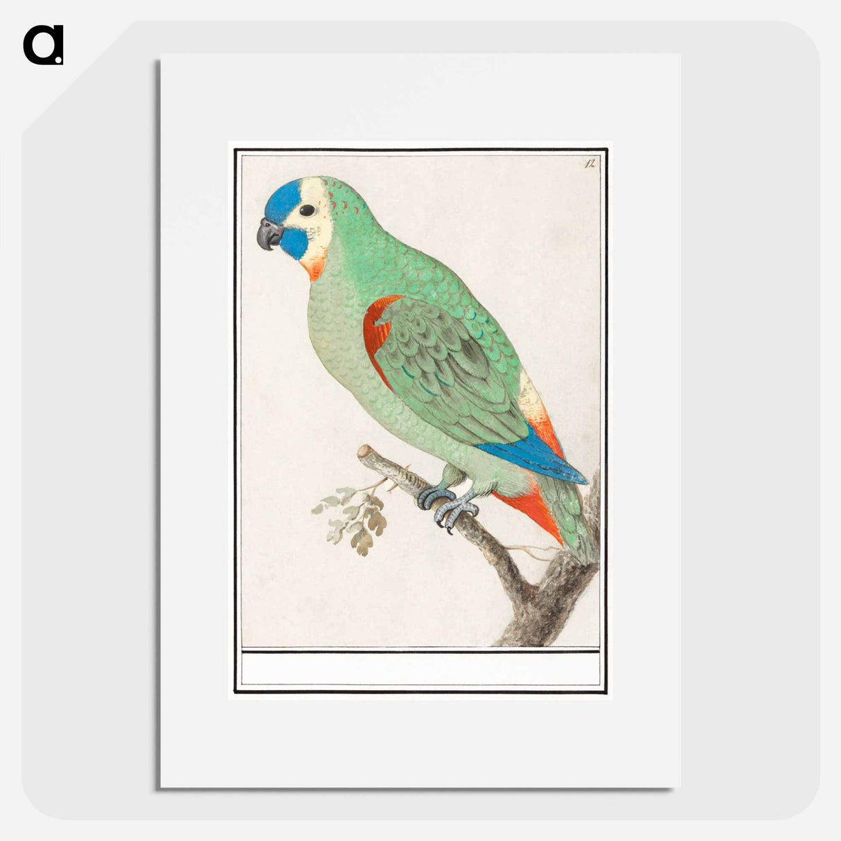 アートポスター-Blue-fronted amazon - アンセルムス ボエティウス デ ブート Poster.
