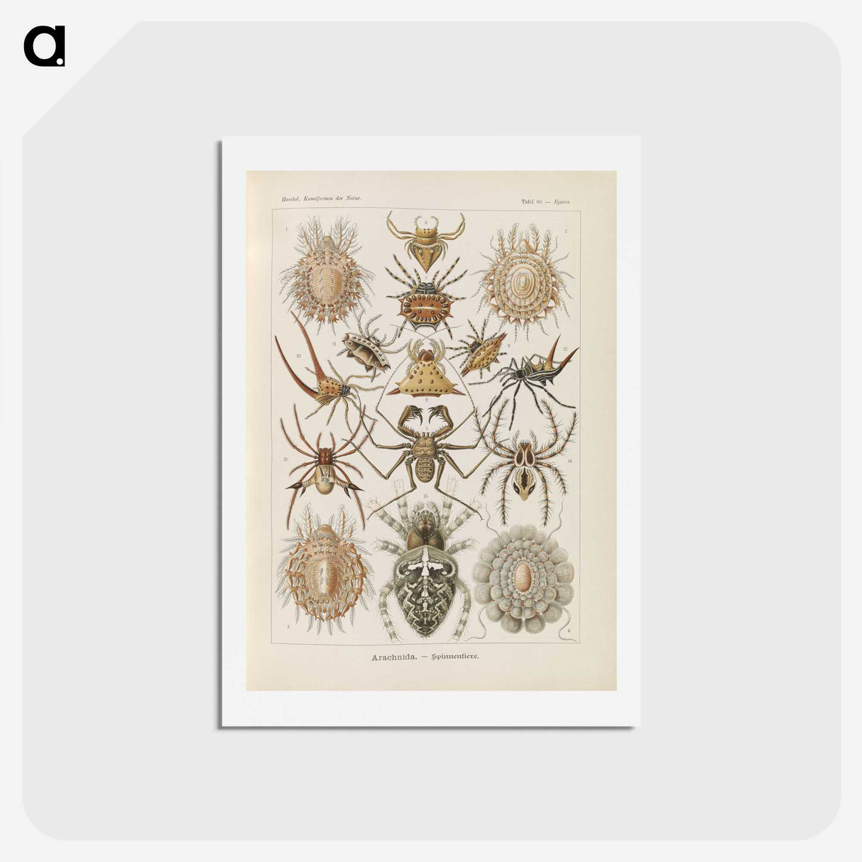 2-79_Ernst-Haeckel_hagaki