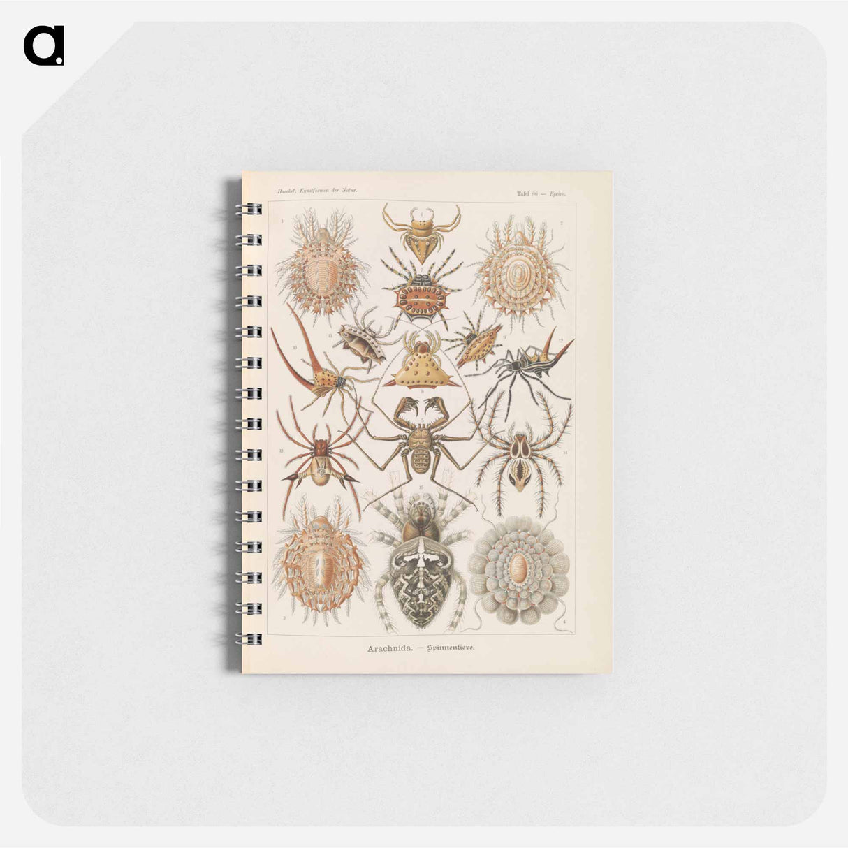 アートメモ帳-Insects illustration from Kunstformen der Natur - エルンスト ヘッケル Memo.