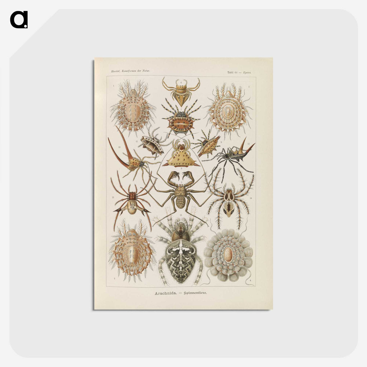 2-79_Ernst-Haeckel_postcard