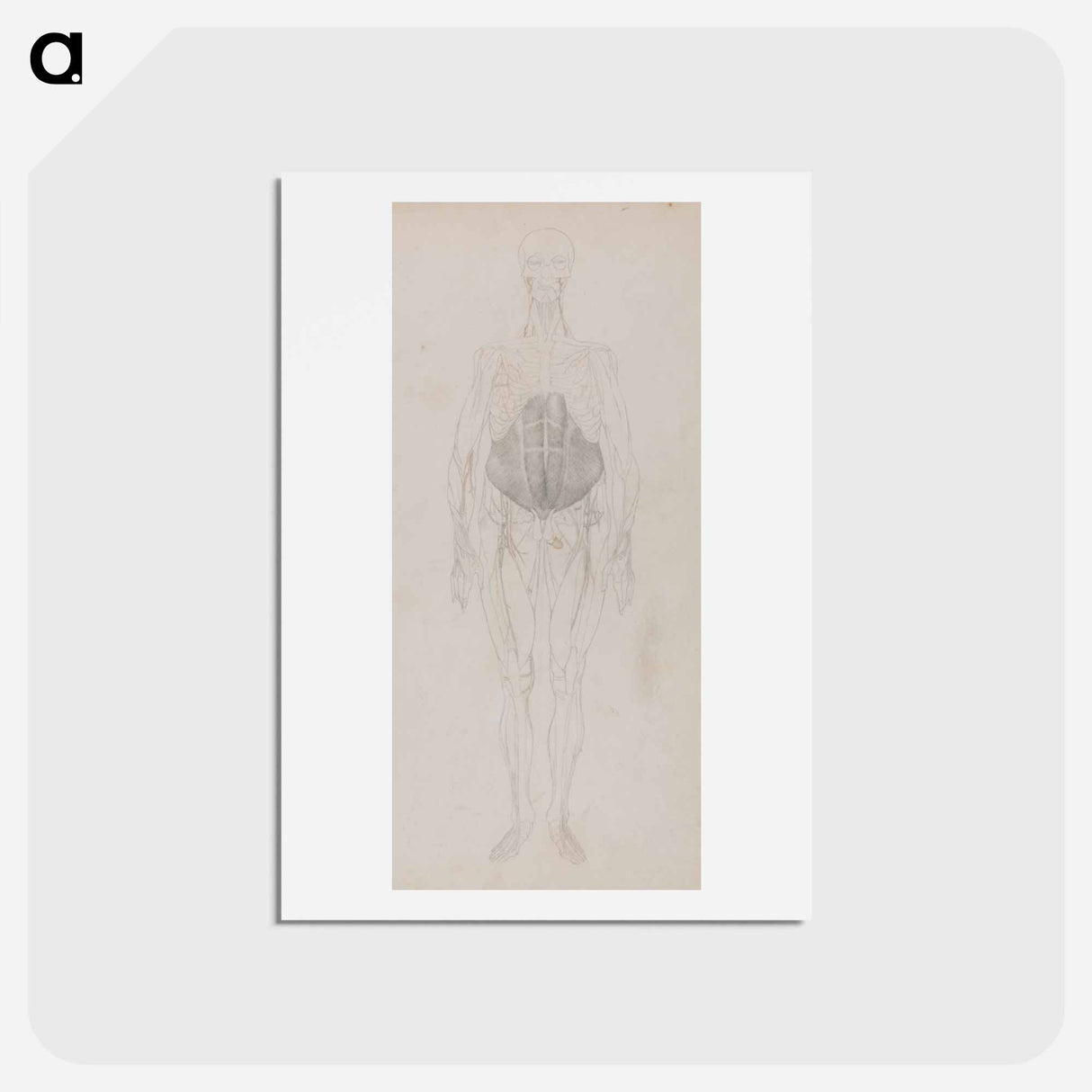 アートポストカード-Human Figure, Anterior View
- ジョージ スタッブス Postcard.