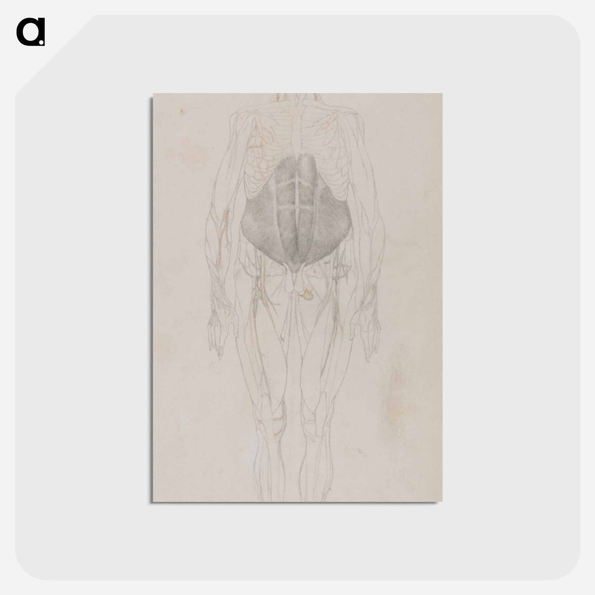 アートポストカード-Human Figure, Anterior View
- ジョージ スタッブス Postcard.