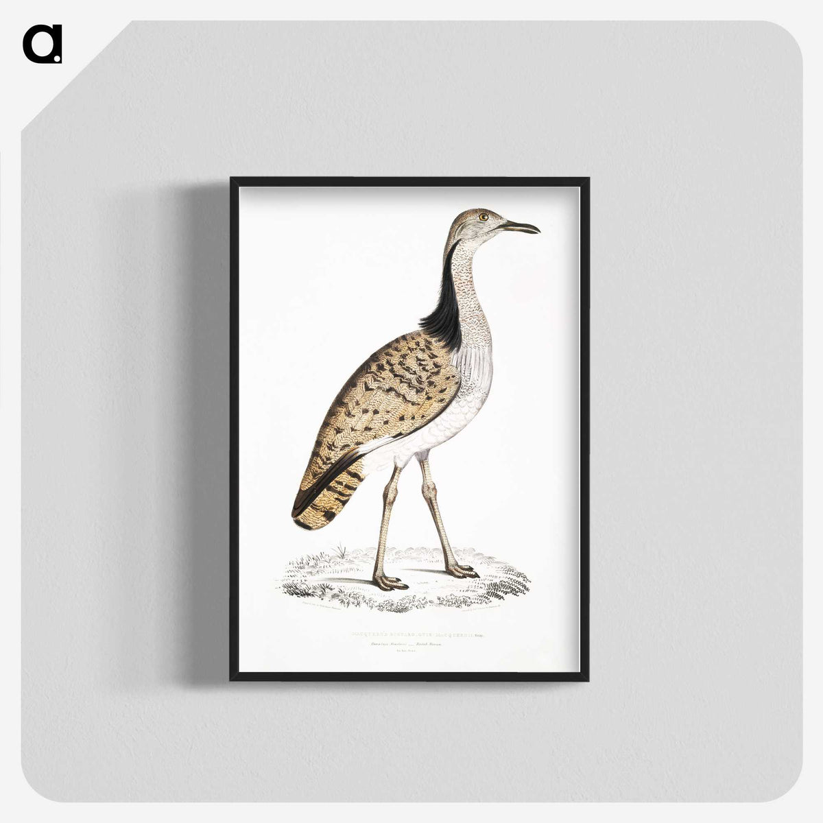 2-79_Indian-Zoology_blk-crop