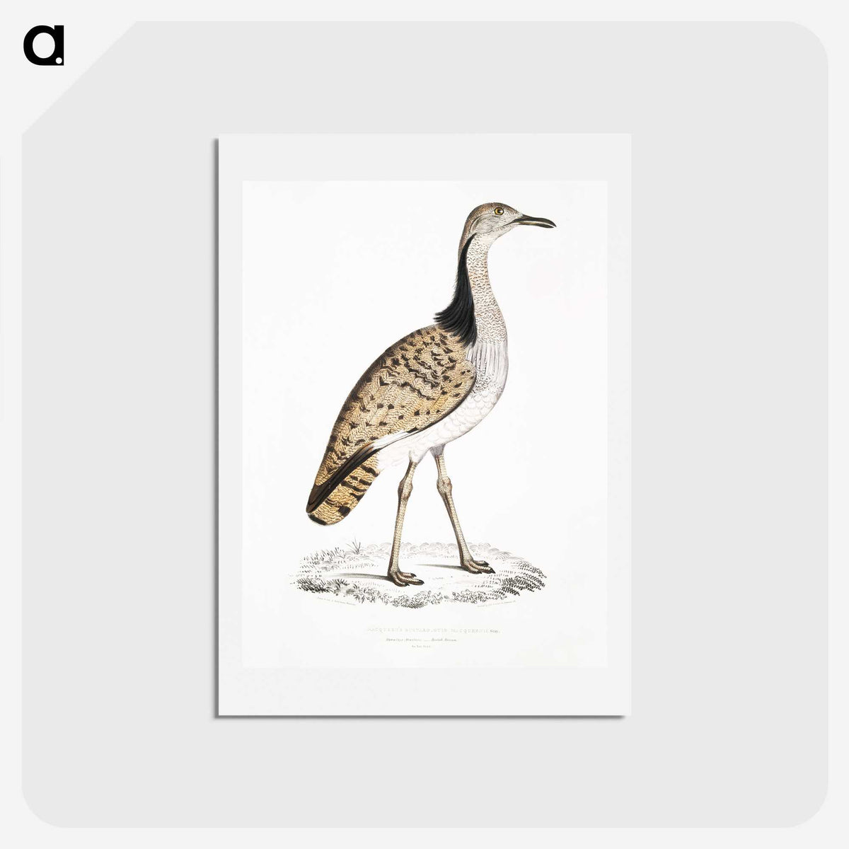 2-79_Indian-Zoology_hagaki