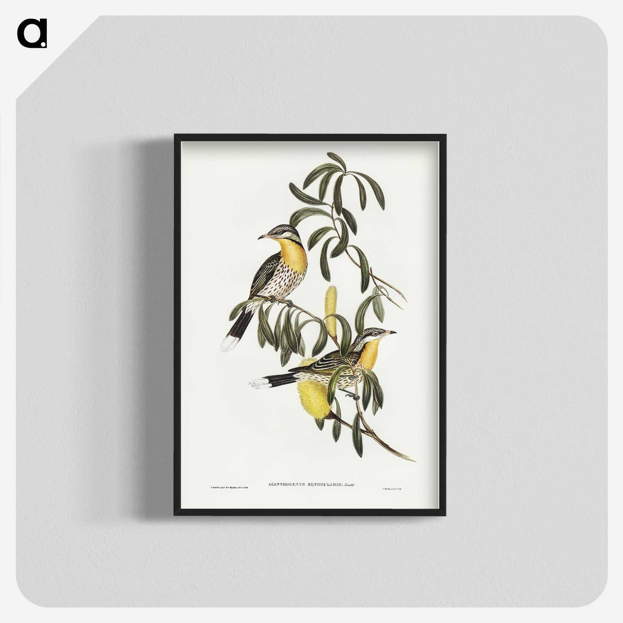 2-79_John-Gould_blk-crop