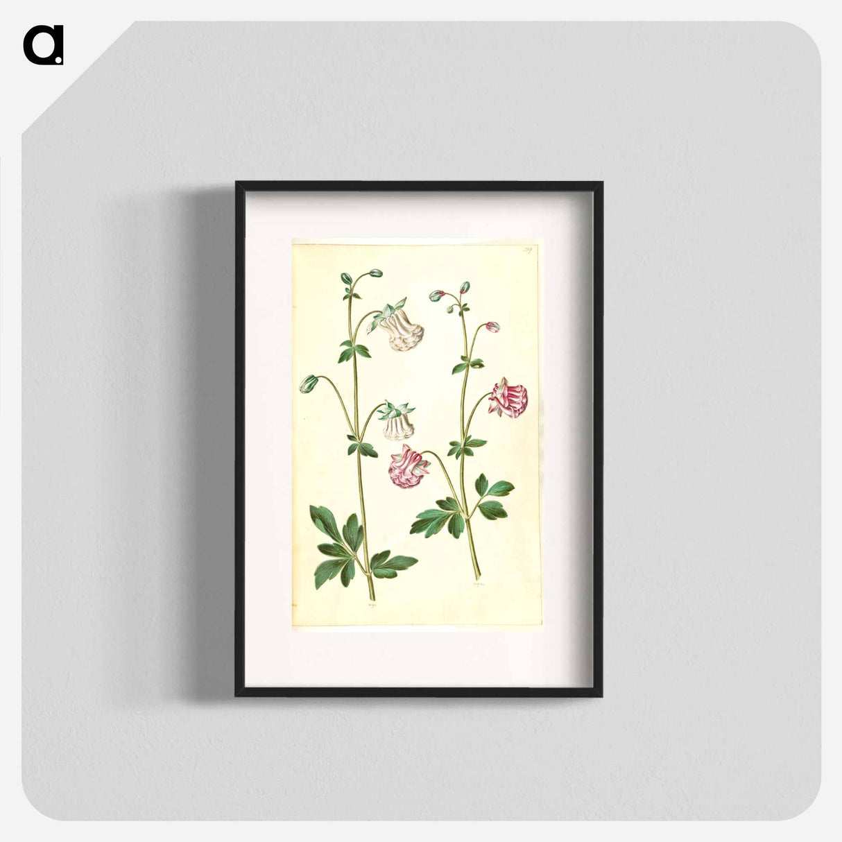 アートポスター-Aquilegia vulgaris
- マリア ジビーラ メーリアン Poster.