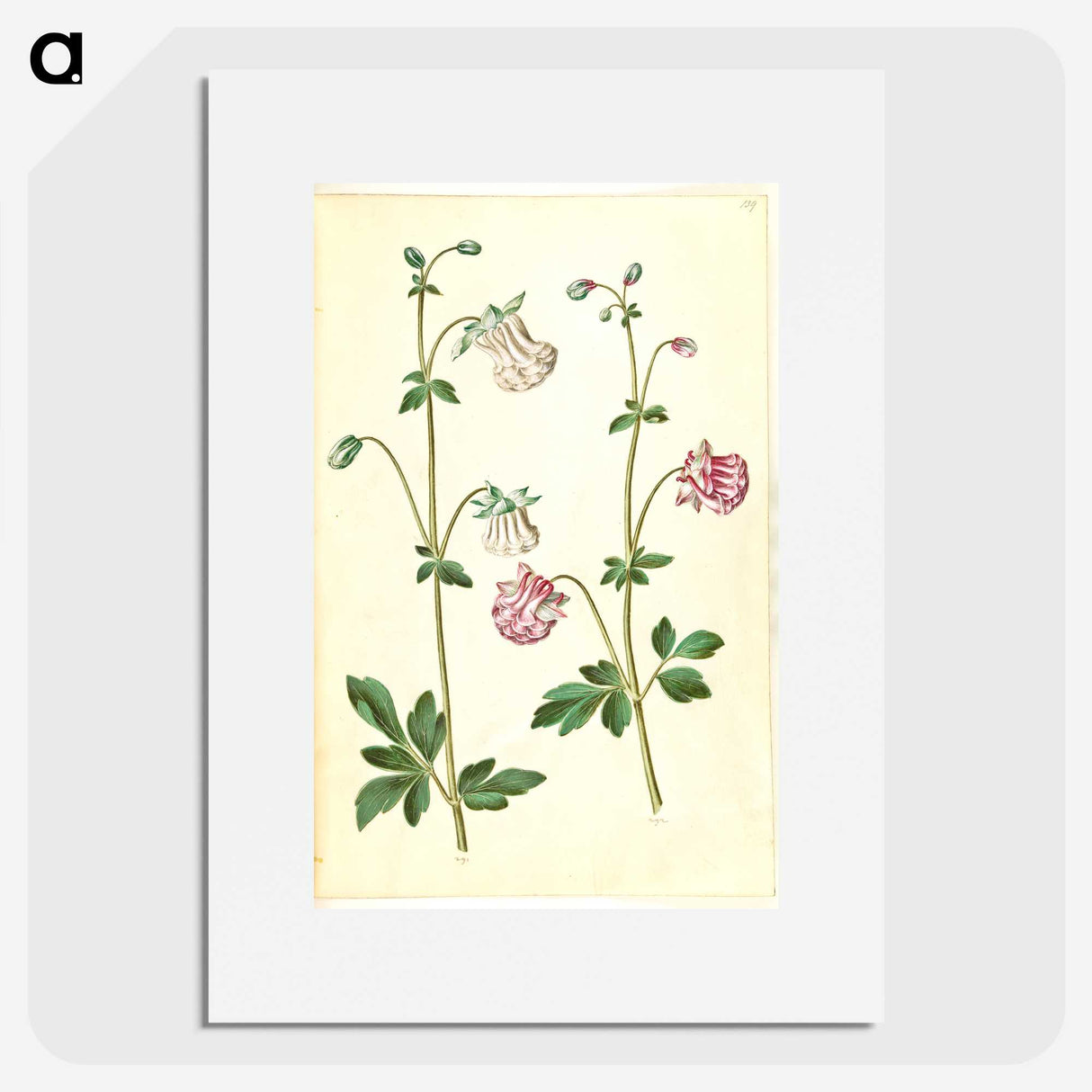 2-79_Maria-Sibylla-Merian_picture
