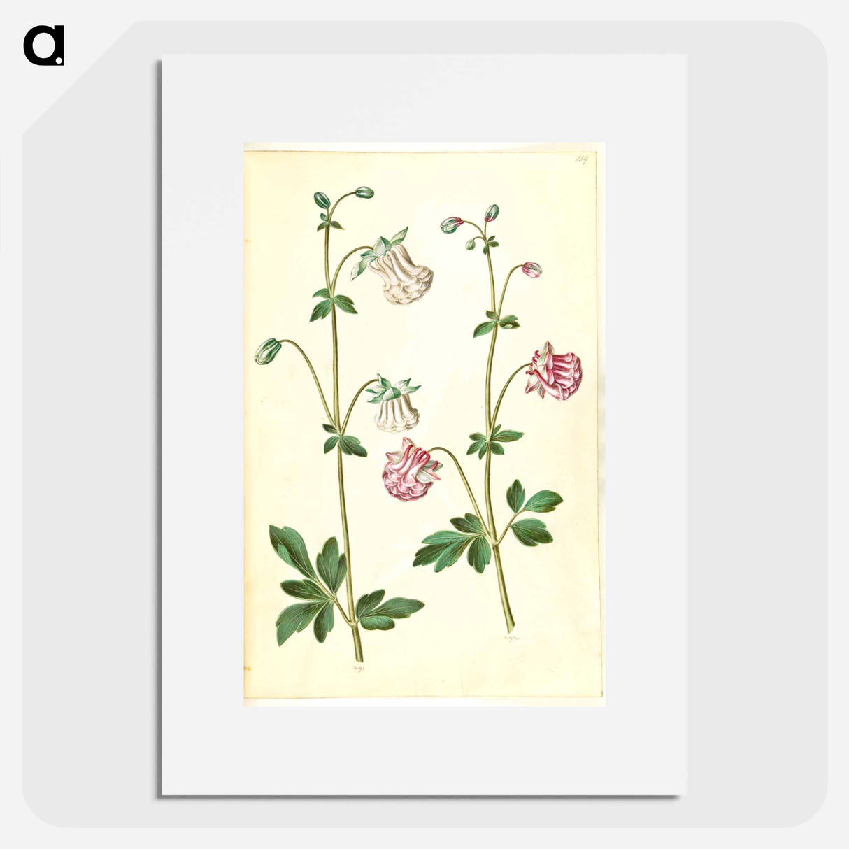 アートポスター-Aquilegia vulgaris
- マリア ジビーラ メーリアン Poster.