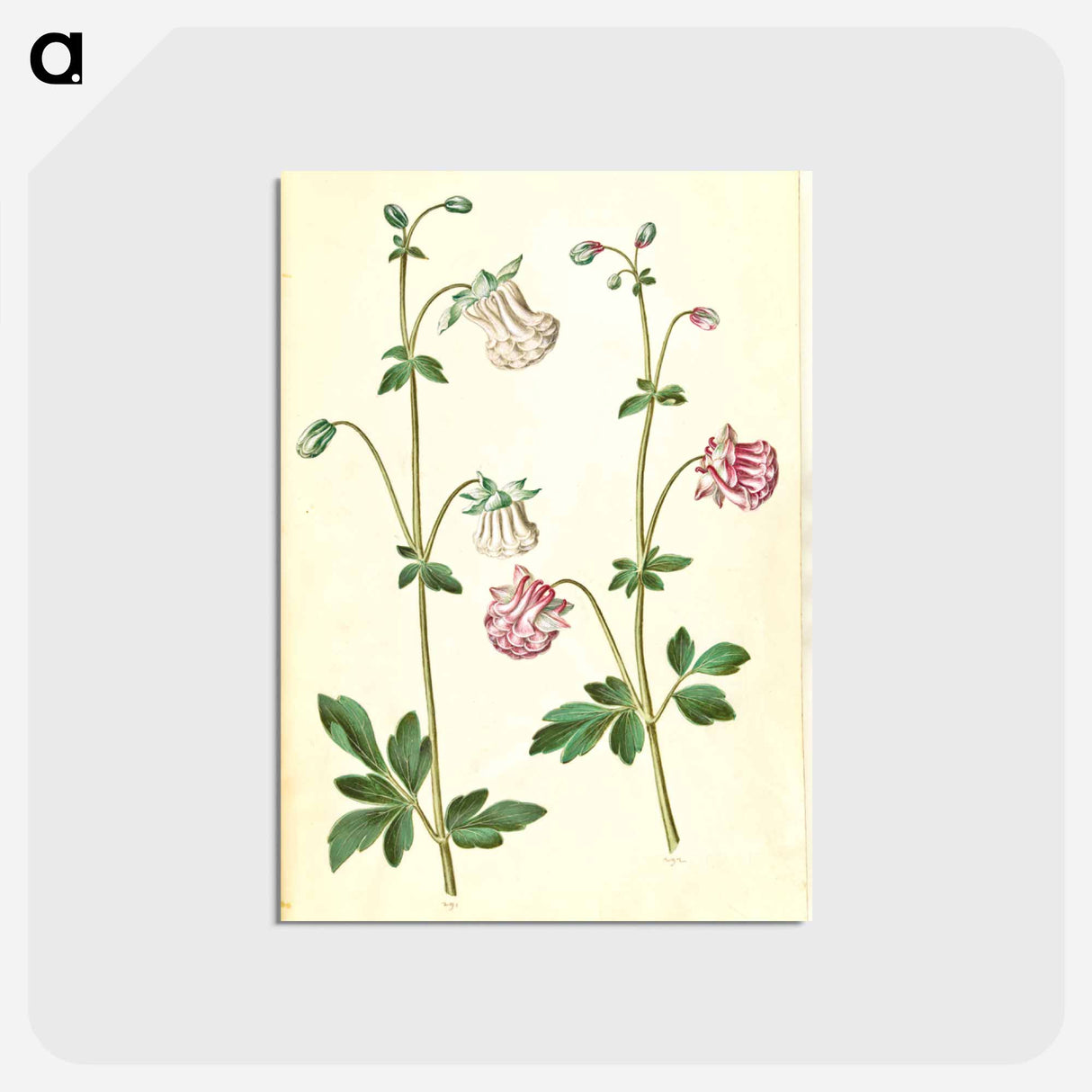 アートポストカード-Aquilegia vulgaris
- マリア ジビーラ メーリアン Postcard.