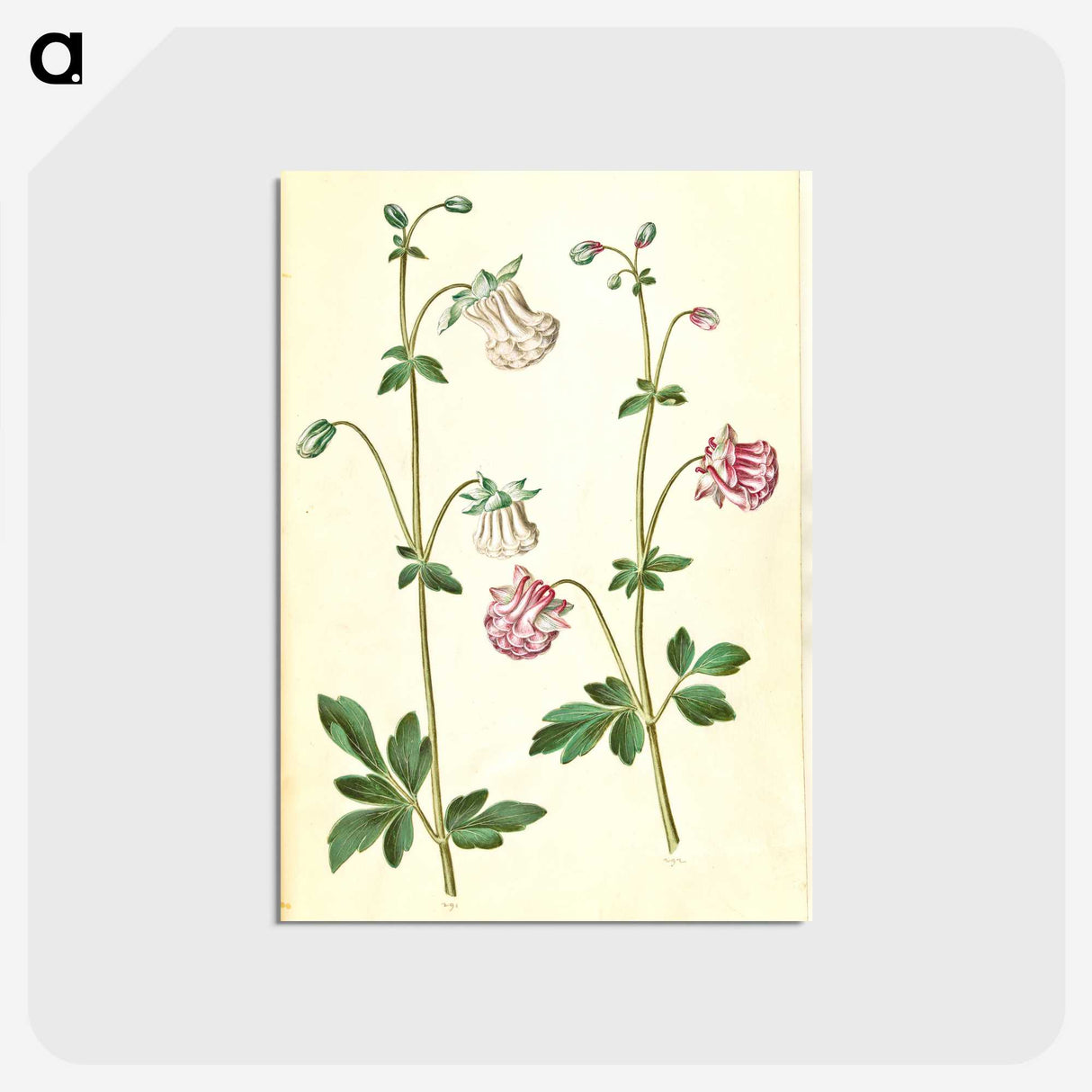 2-79_Maria-Sibylla-Merian_postcard