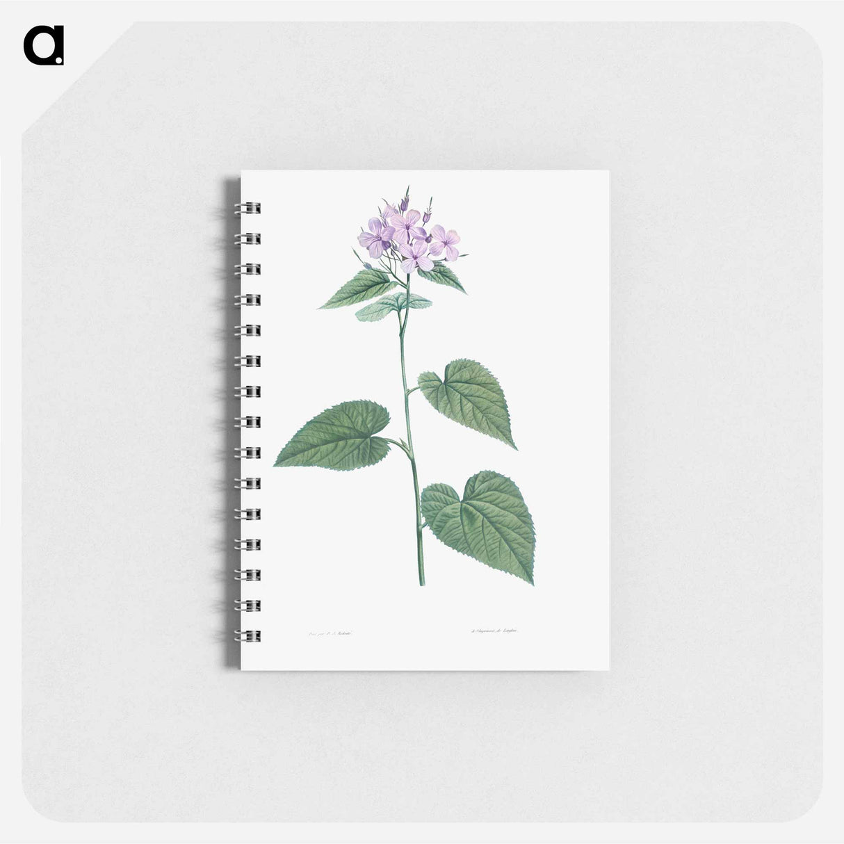 Morning-glory - ピエール ジョゼフ ルドゥーテ Memo.