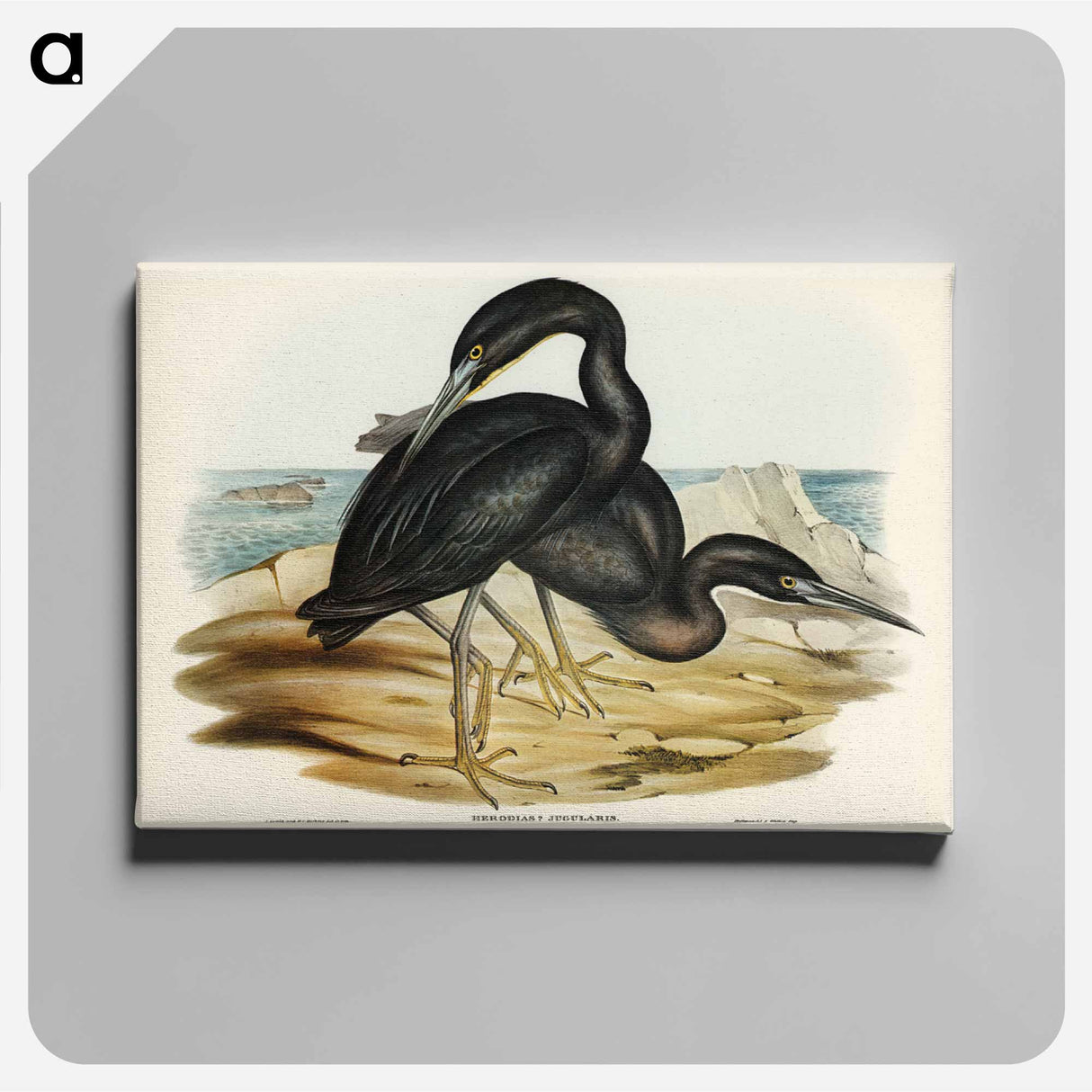 アートパネル-Blue Reef Heron
- オーストラリアの鳥 Canvas.
