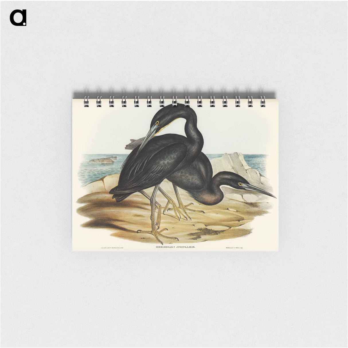 アートメモ帳-Blue Reef Heron
- オーストラリアの鳥 Memo.