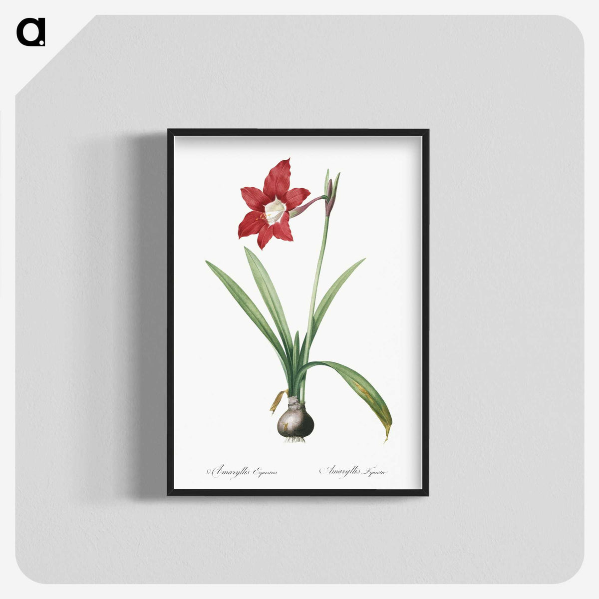 2-79_The-Lilies_blk-crop