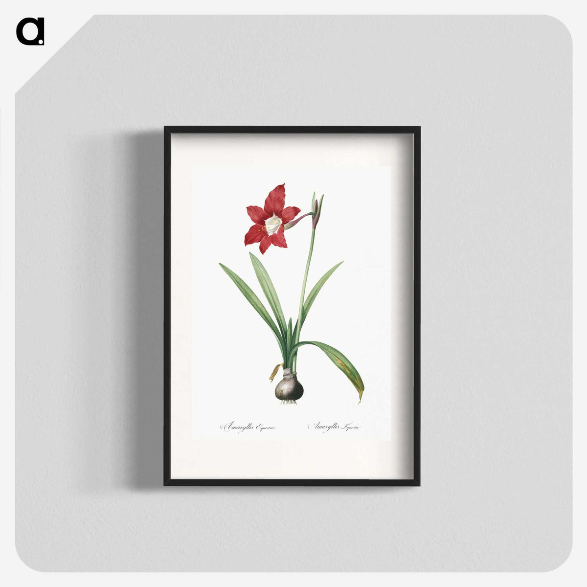 2-79_The-Lilies_blk