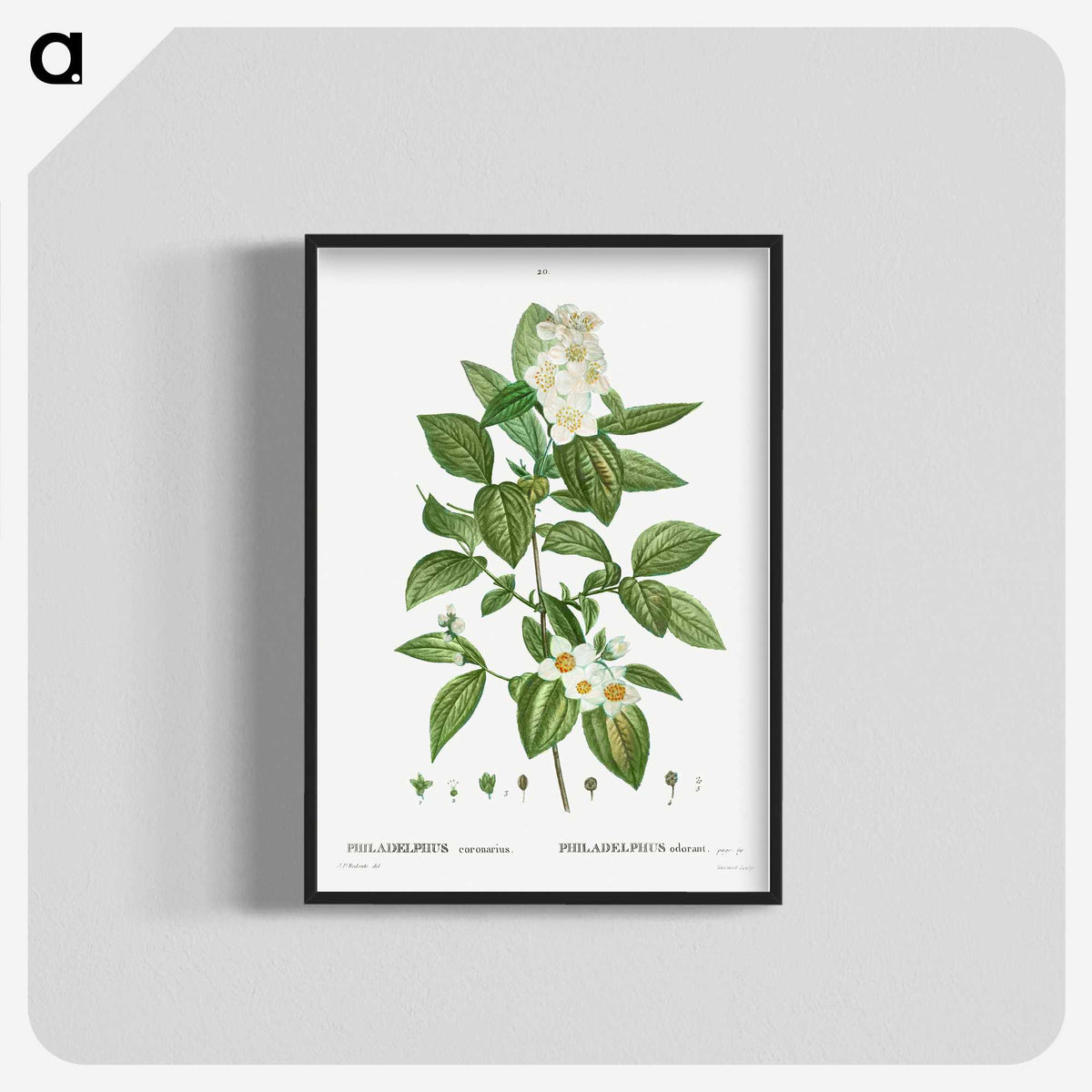 2-79_Treatise-on-Trees-and-Shrubs_blk-crop