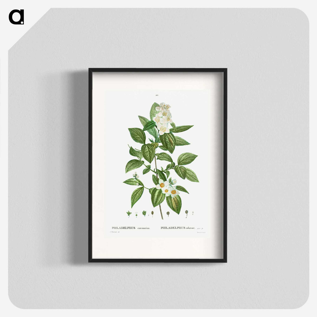 2-79_Treatise-on-Trees-and-Shrubs_blk