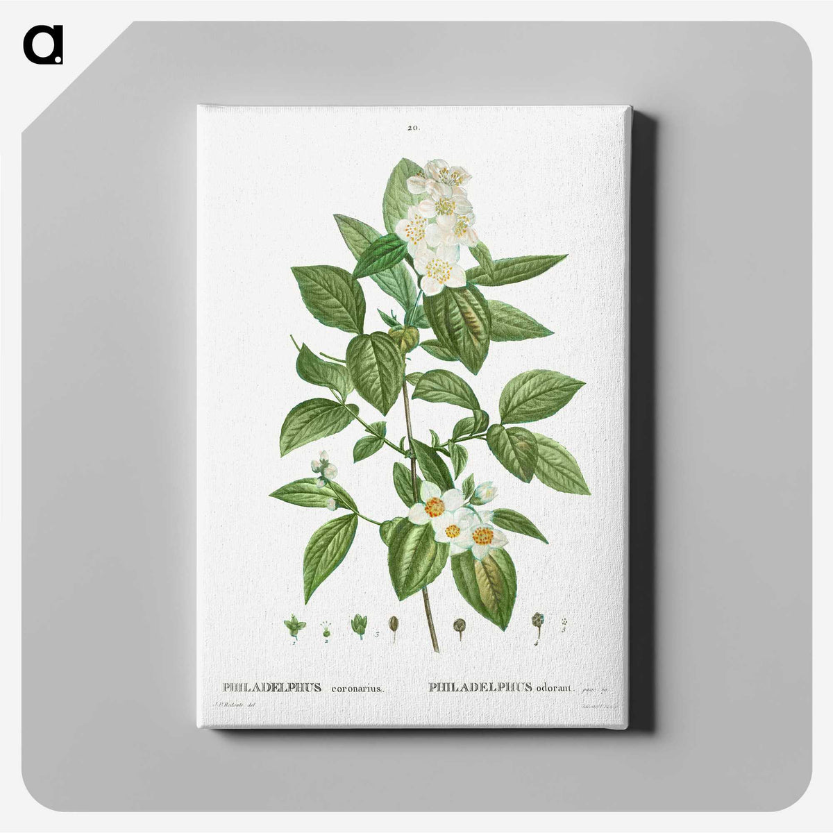 2-79_Treatise-on-Trees-and-Shrubs_canvas