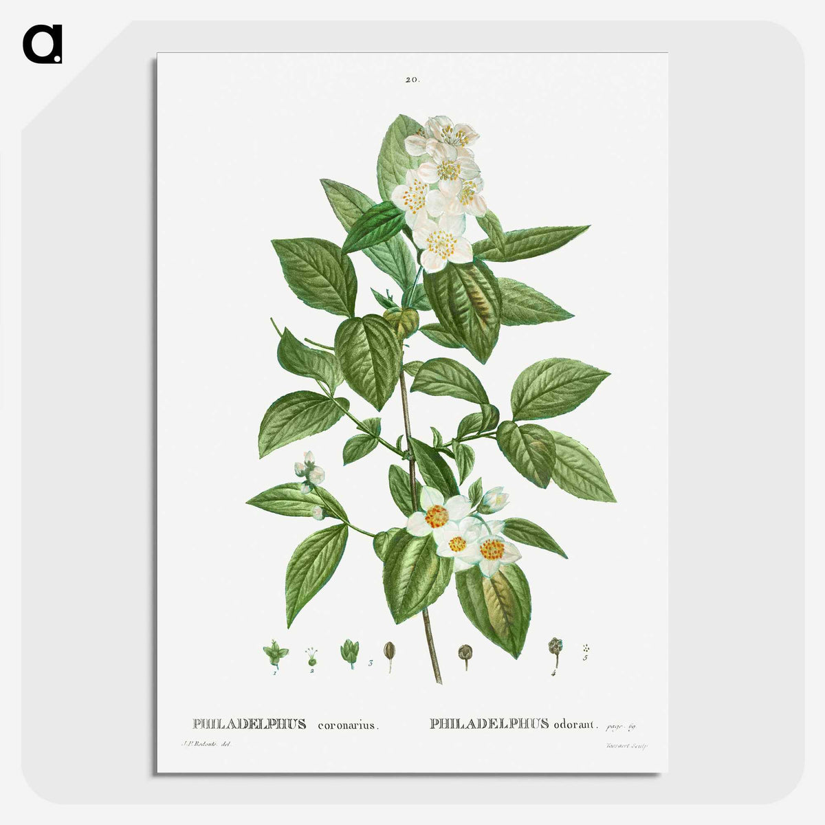 2-79_Treatise-on-Trees-and-Shrubs_picture-crop