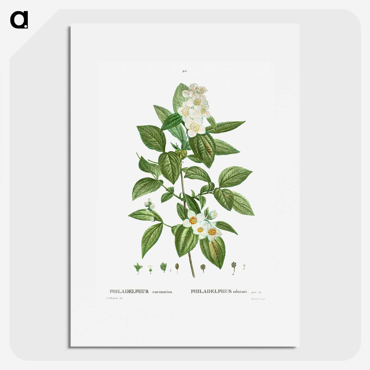 2-79_Treatise-on-Trees-and-Shrubs_picture