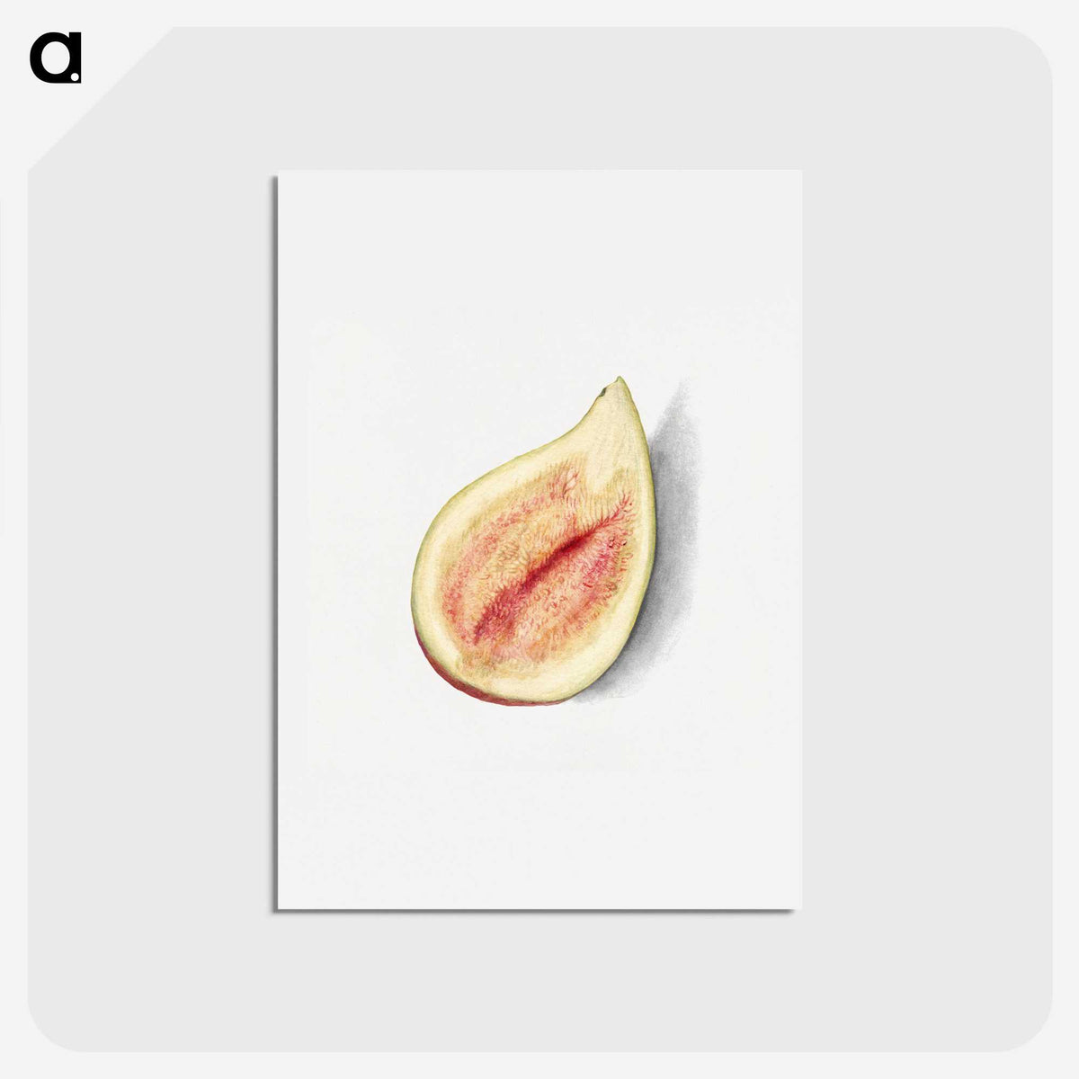 2-79_USDA-Watercolor-Fruit-Painting-Collection_hagaki