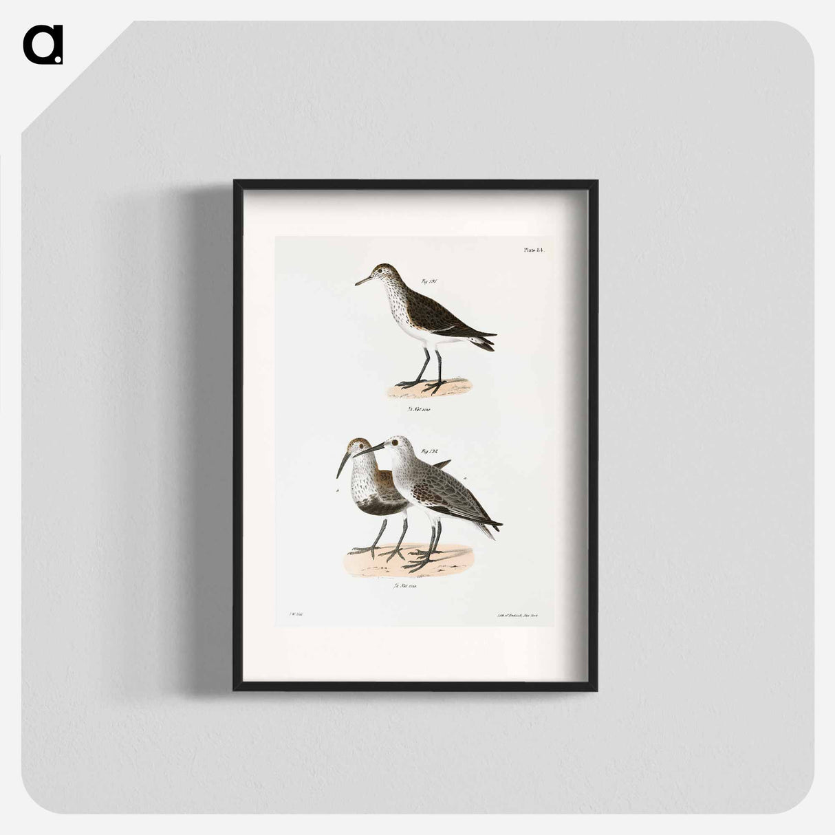 Schnitz's Sandpiper - New York Zoological Poster.