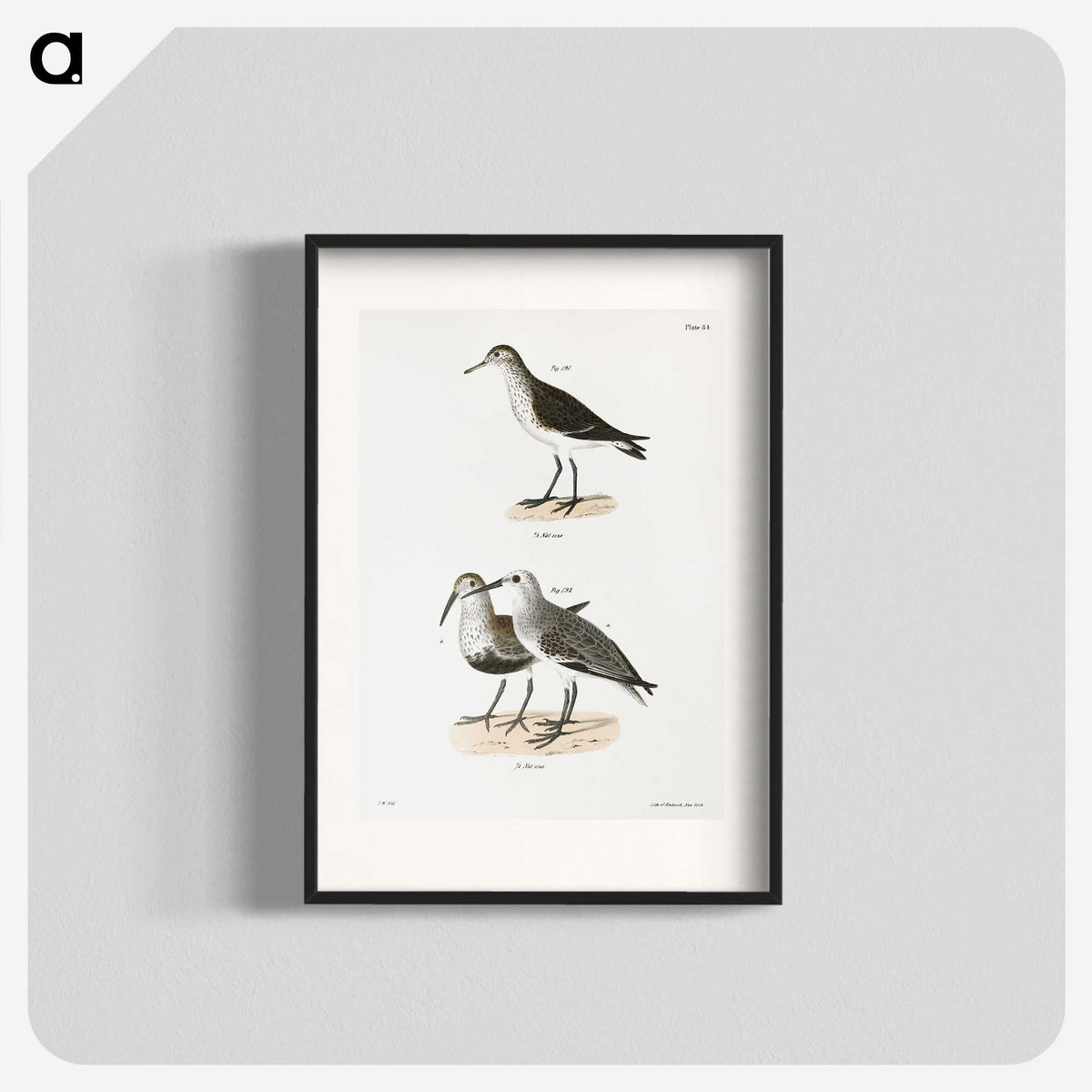 2-79_Zoology-of-New-York_blk