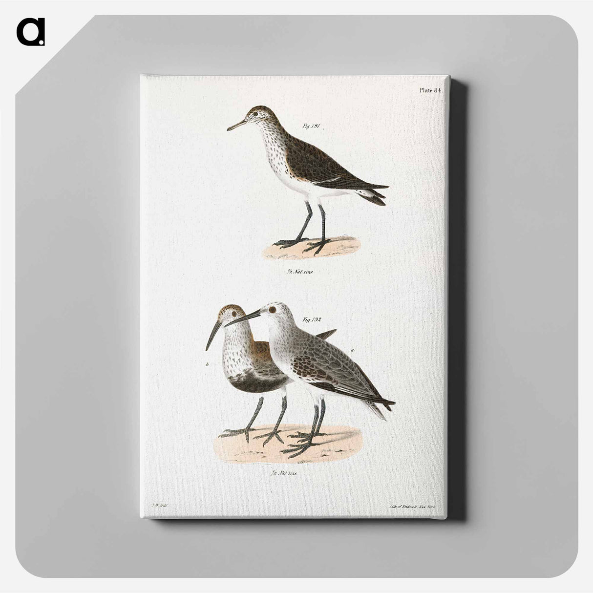 Schnitz's Sandpiper - New York Zoology Canvas.