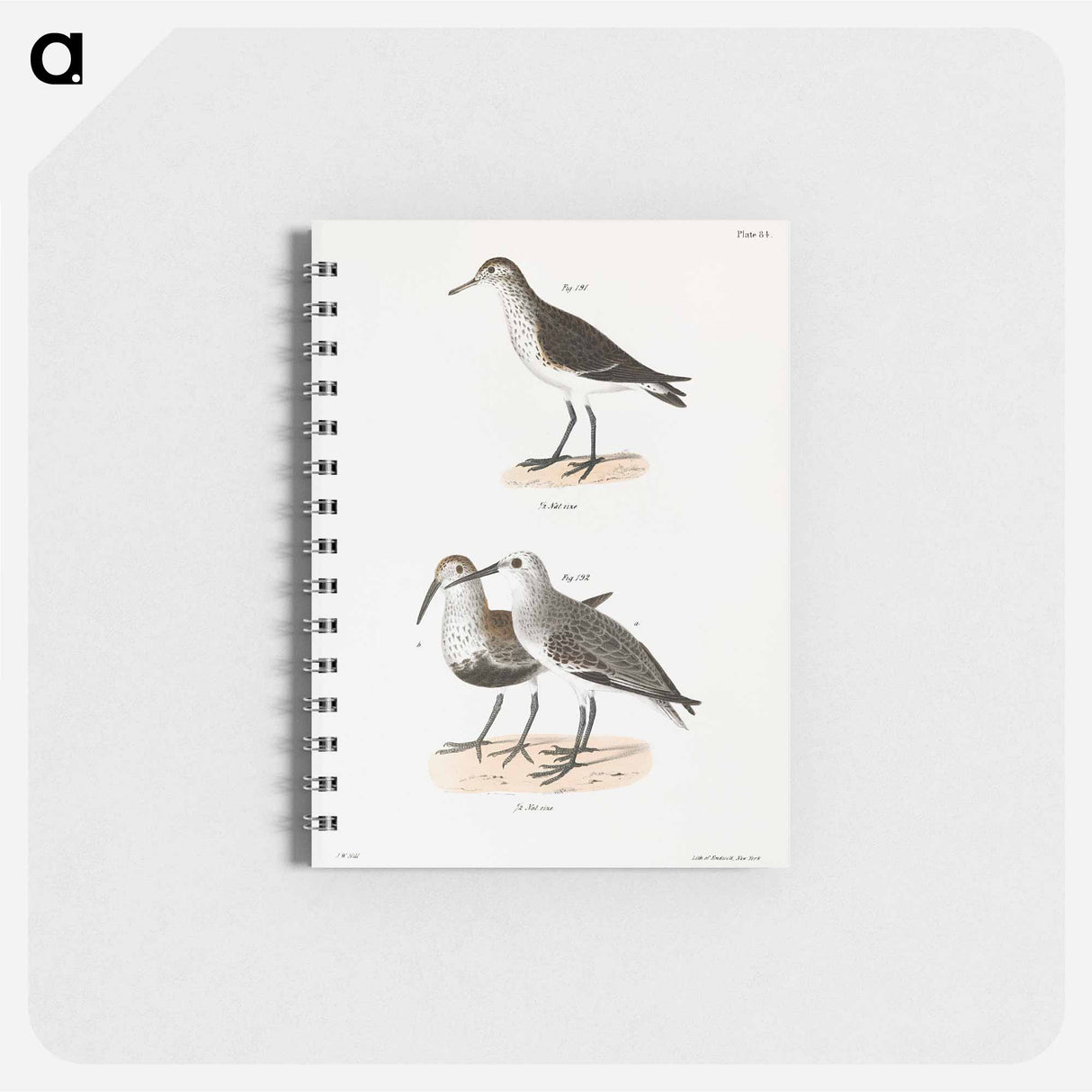 Schnitz's Sandpiper - ニューヨークの動物学 Memo.