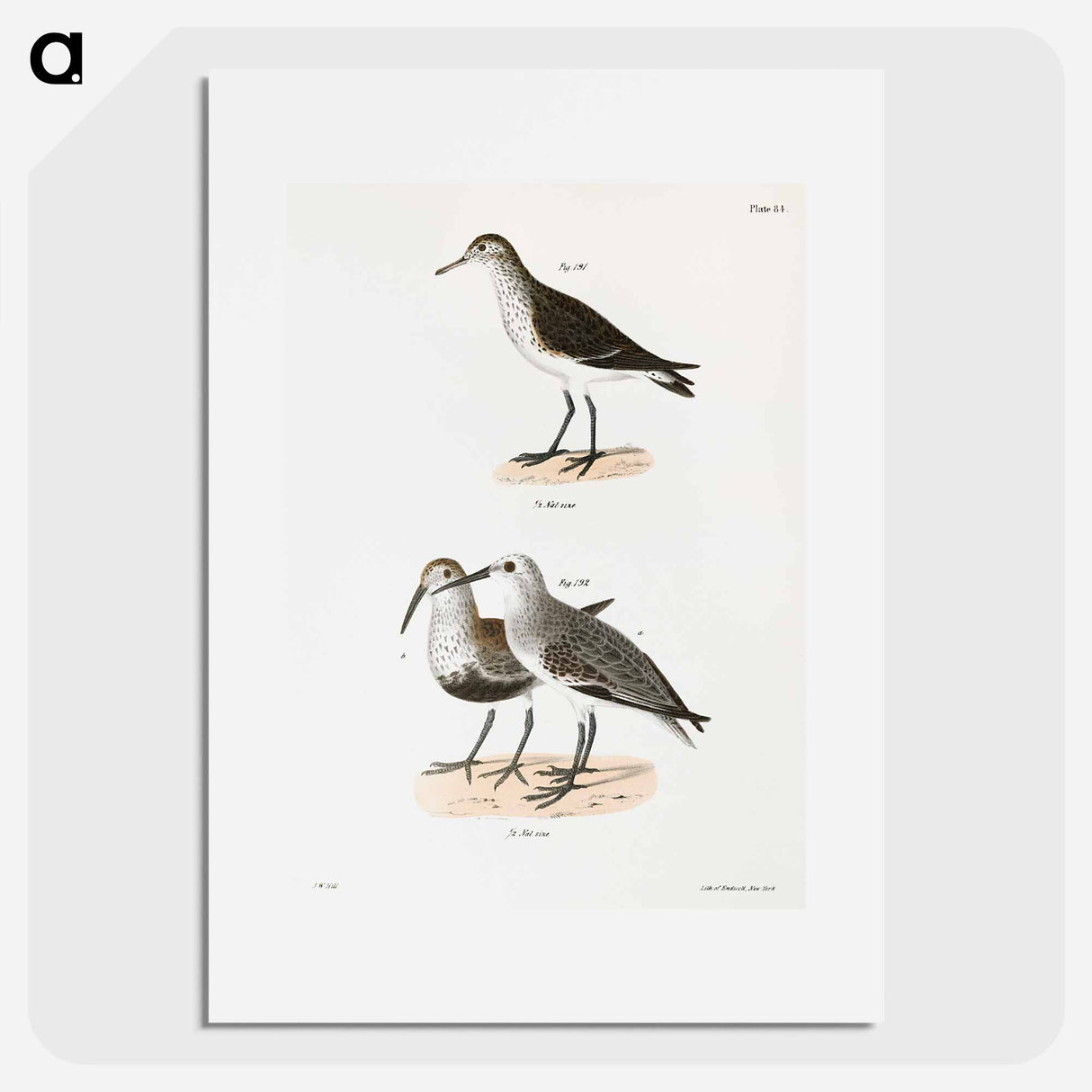 Schnitz's Sandpiper - New York Zoological Poster.