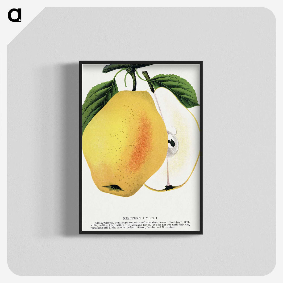 2-7_Botanical-Specimen-Plates_blk-crop