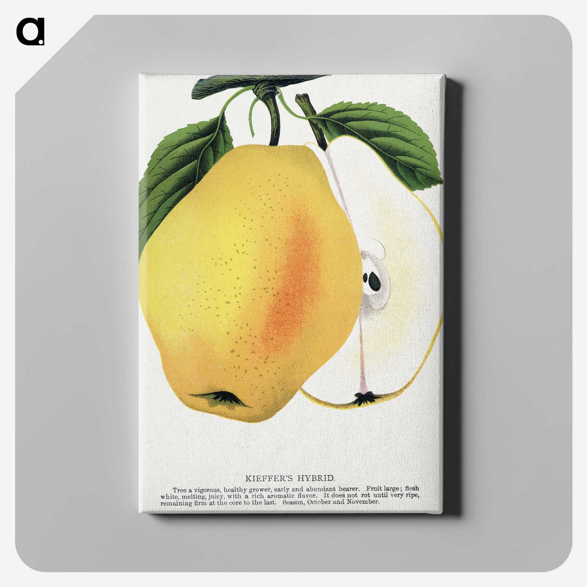 2-7_Botanical-Specimen-Plates_canvas
