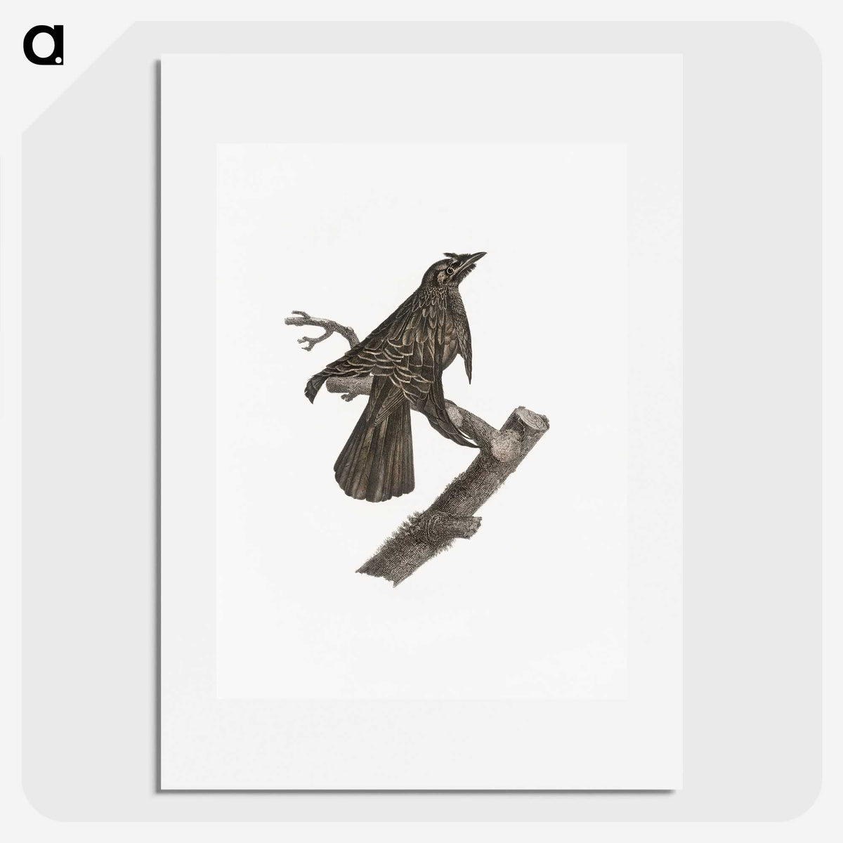 2-7_Des-Oiseaux-de-Paradis_picture