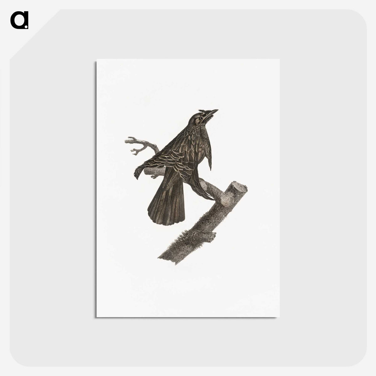 2-7_Des-Oiseaux-de-Paradis_postcard
